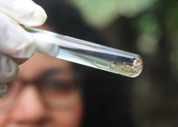 Teresina registra 4ª morte por dengue neste ano
